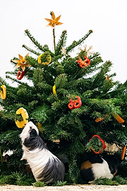 Weihnachtsfreude 2020: Hausmeerschweinchen in Hellabrunn ©Fotos: Tierpark Hellabrunn / Marc Müller
